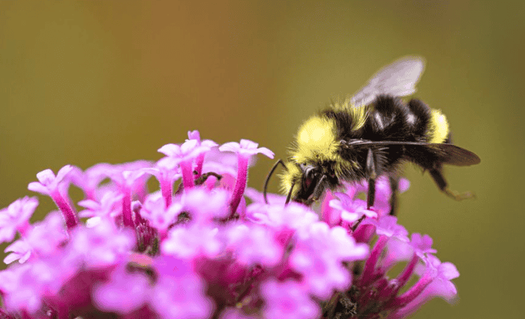 Bees’ Nests